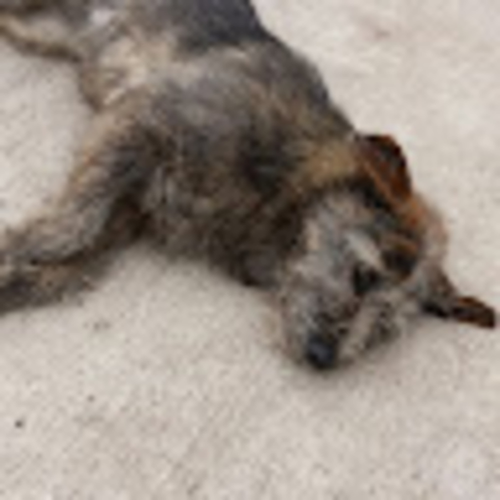 Meet your Posher, Mike